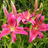 Hectarul - Bulbi de crin oriental Acapulco, 2 bulbi